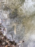 Otrava potoka Inovec s vtokom do Bebravy- November 2020