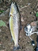 Park BN 44cm