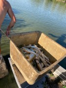 Úhyn dravých rýb VN Nedašovce 2022