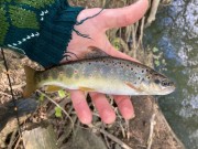 Úlovky z našich vôd